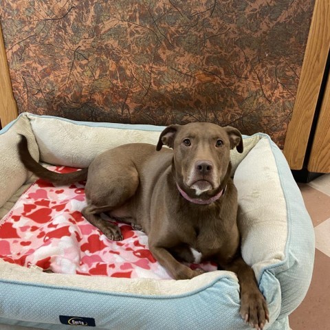 Gible, an adoptable Chocolate Labrador Retriever in Detroit Lakes, MN, 56501 | Photo Image 3