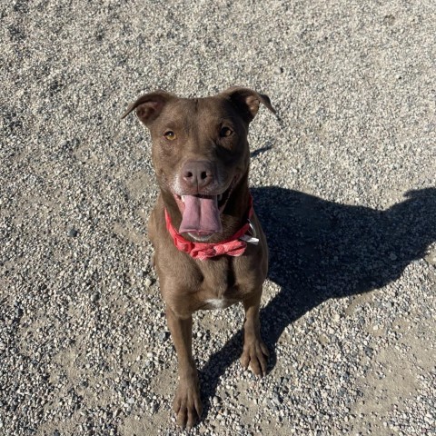 Gible, an adoptable Chocolate Labrador Retriever in Detroit Lakes, MN, 56501 | Photo Image 4