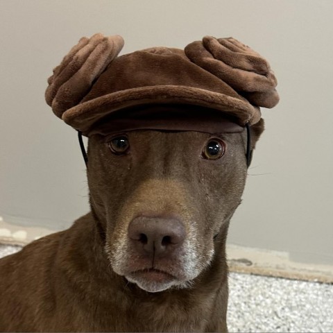 Gible, an adoptable Chocolate Labrador Retriever in Detroit Lakes, MN, 56501 | Photo Image 6