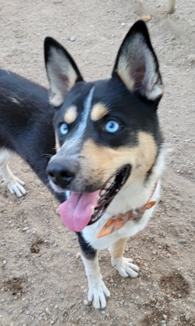 Dog for adoption - Adorable Abel the amazing fabulous, a Husky Mix in ...