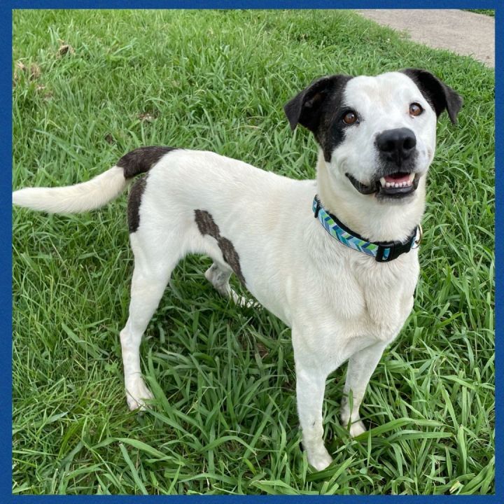 Foster Me! Donnie!, an adoptable Terrier & Pointer Mix in Oswego, IL_image-2