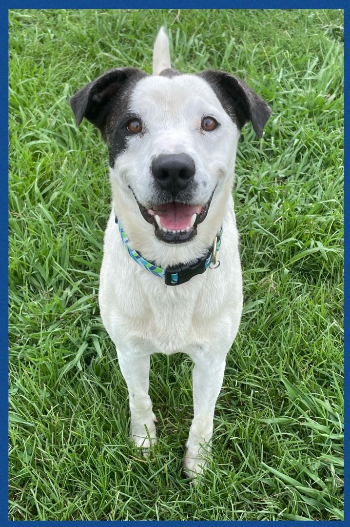 Foster Me! Donnie!, an adoptable Terrier & Pointer Mix in Oswego, IL_image-1