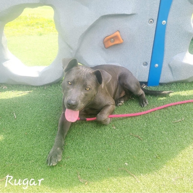 Rugar