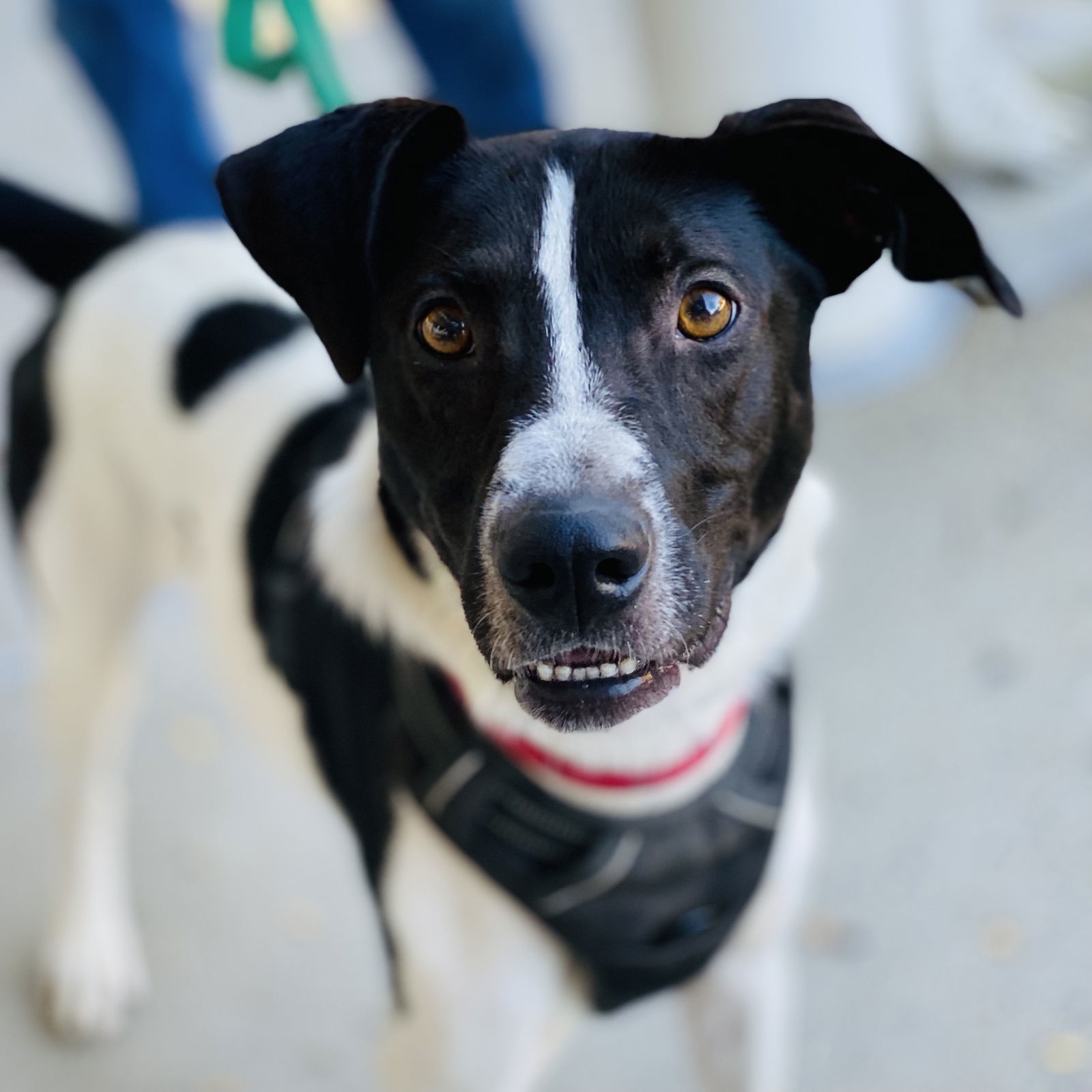 Chester 2 *Adopt or Foster*, an adoptable Hound in Fairfax, VA, 22038 | Photo Image 1