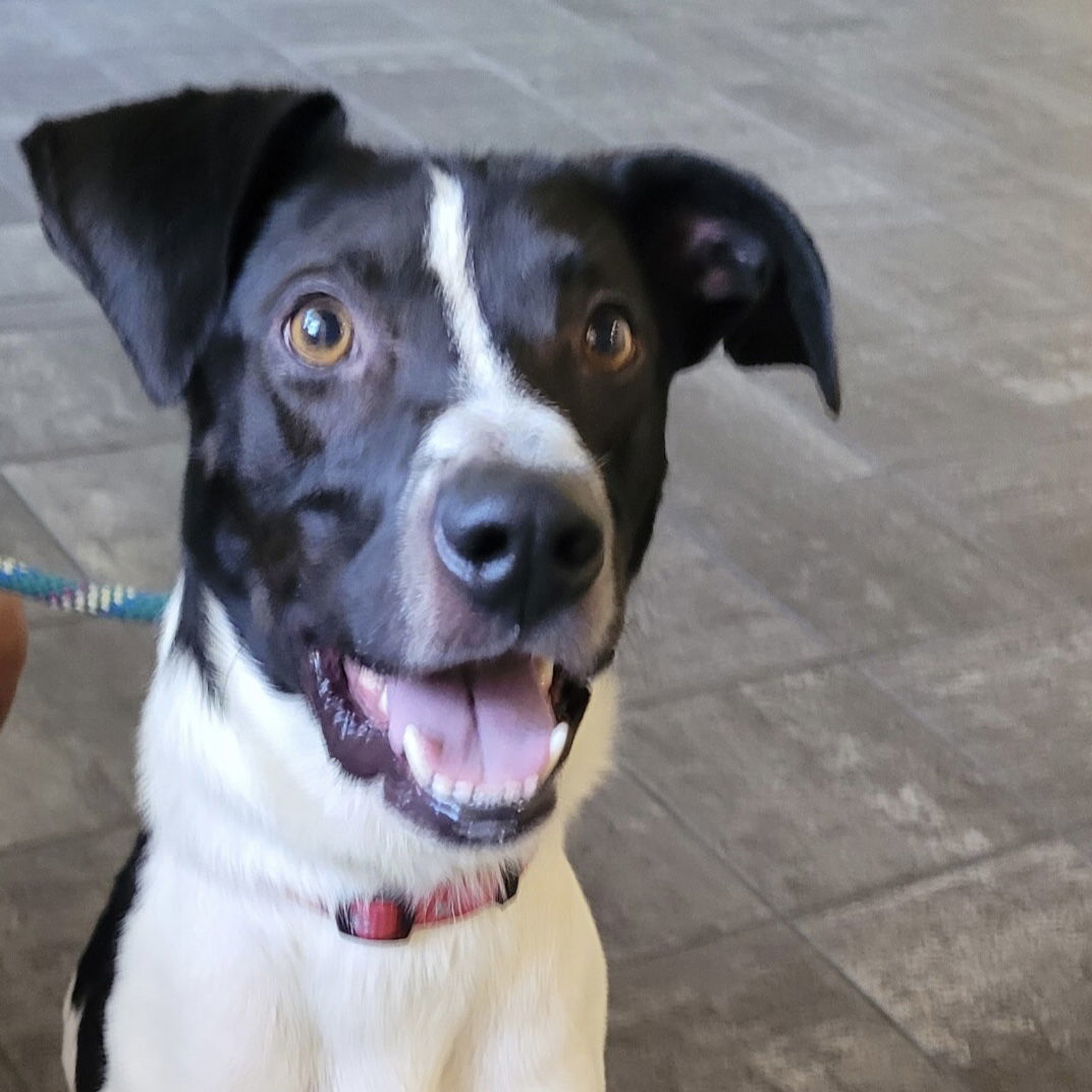 Chester 2 *Adopt or Foster*, an adoptable Hound in Fairfax, VA, 22038 | Photo Image 2