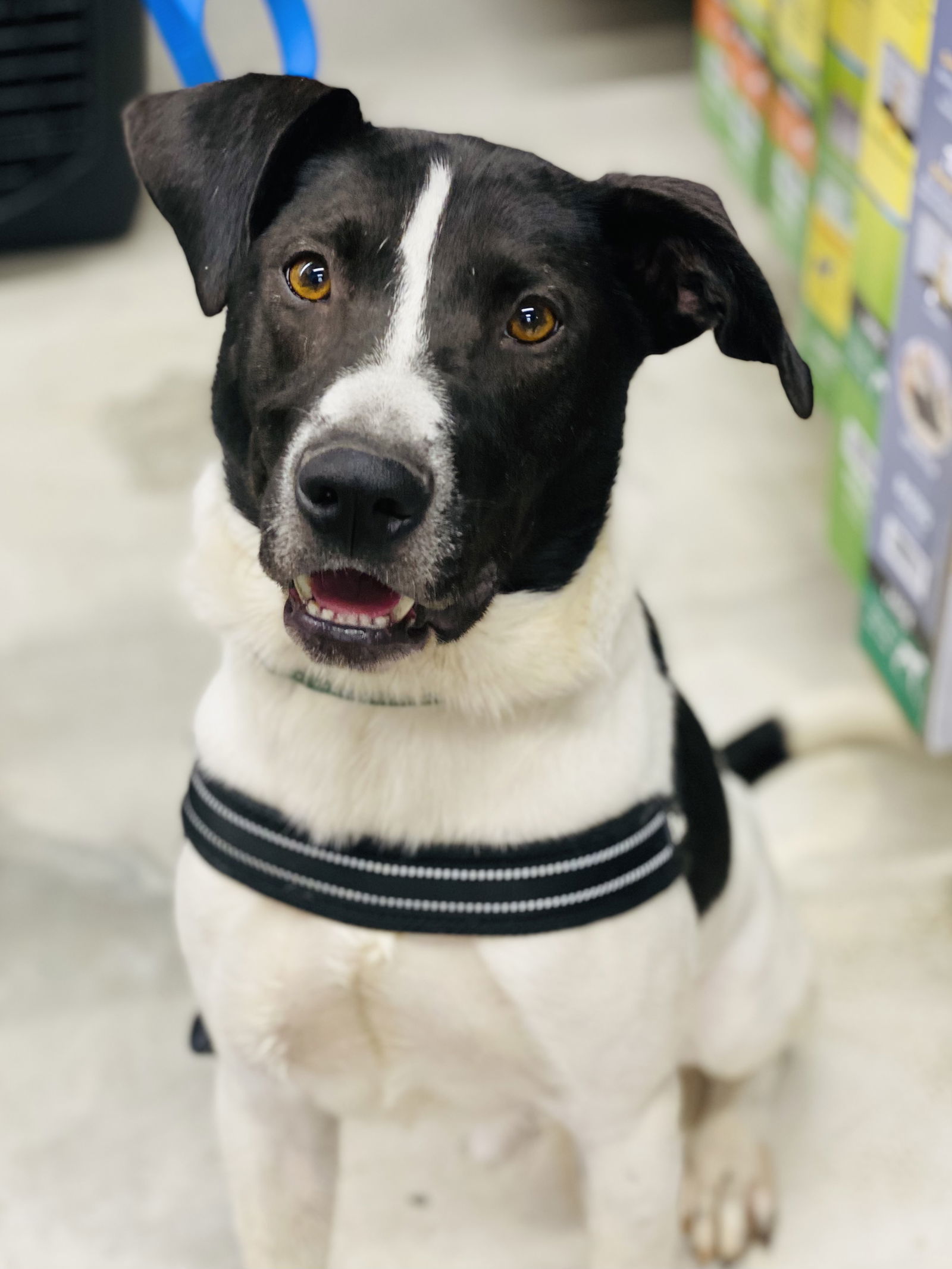 Chester 2 *Adopt or Foster*, an adoptable Hound in Fairfax, VA, 22038 | Photo Image 3