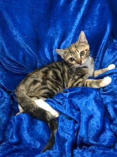 Cookie, an adoptable Bengal in Gainesville, FL, 32614 | Photo Image 3