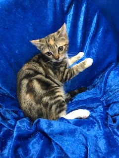 Cookie, an adoptable Bengal in Gainesville, FL, 32614 | Photo Image 4