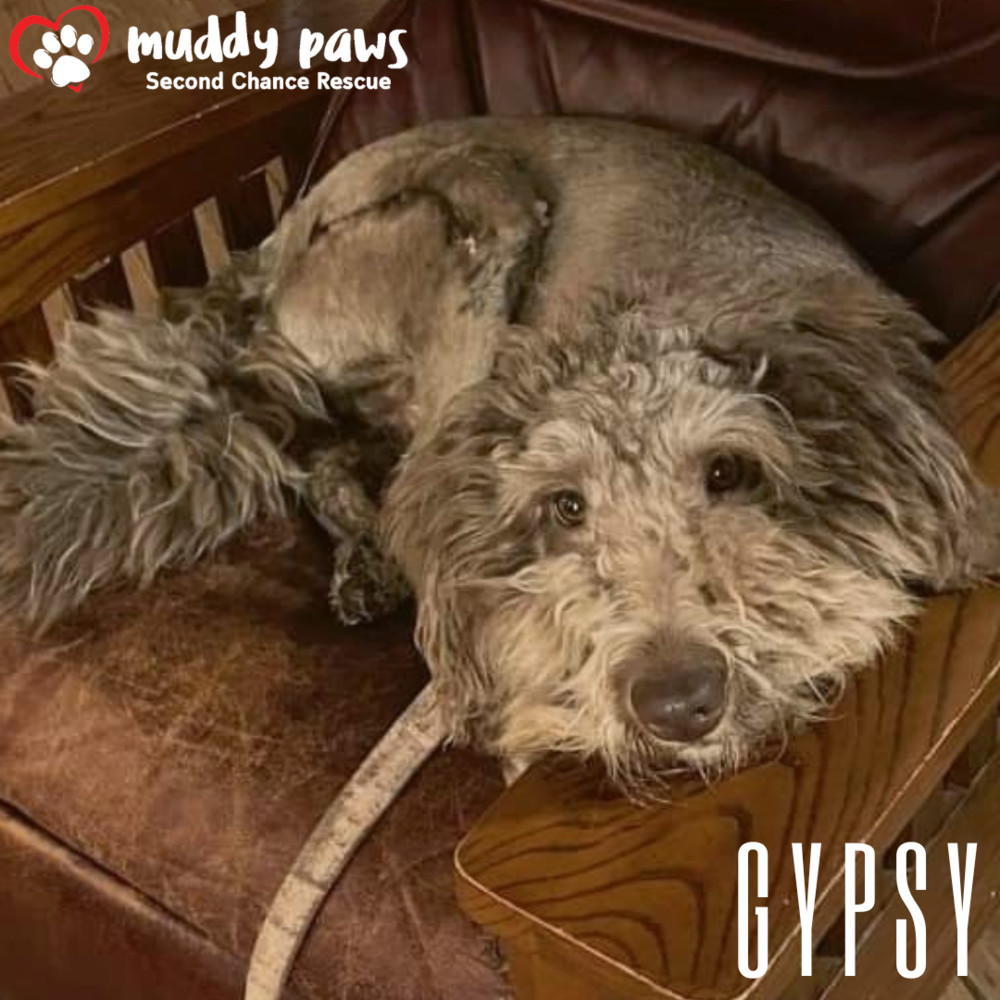 Gypsy - ADOPTION PENDING