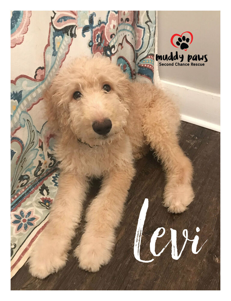 Levi - Adoption Pending
