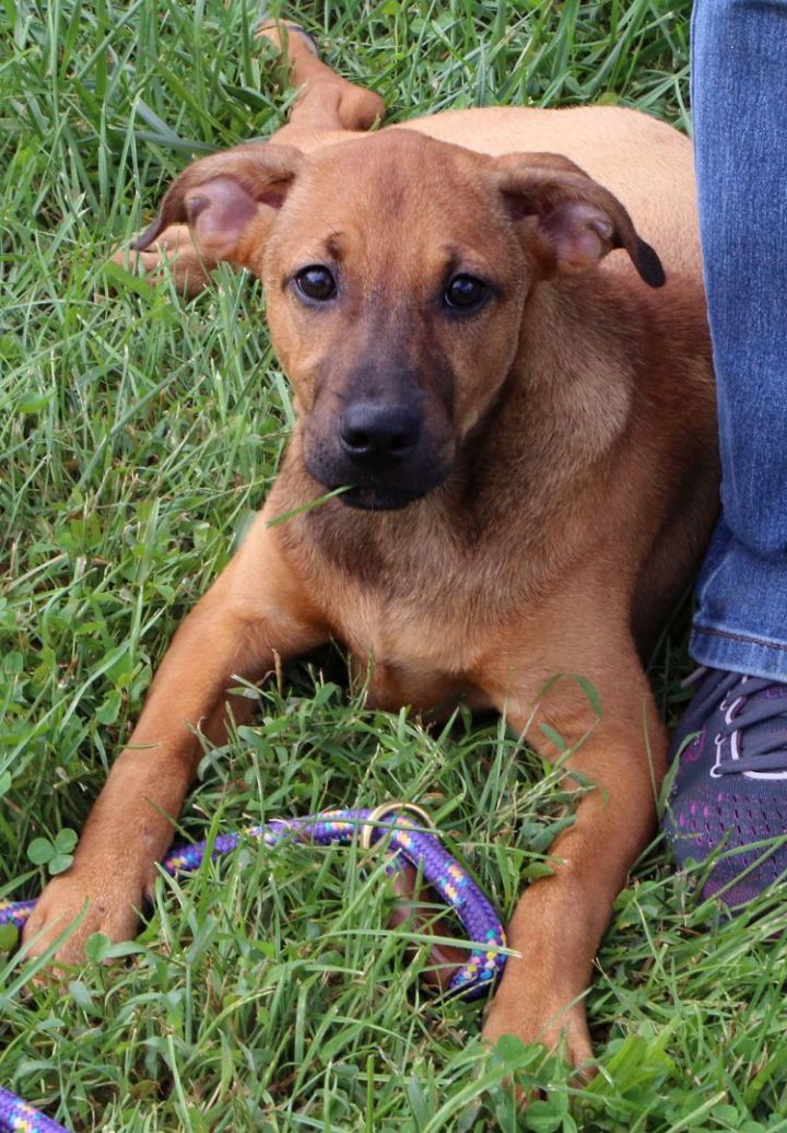 Ripley, an adopted Catahoula Leopard Dog Mix in Charles Town, WV_image-4