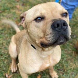 craigslist winchester va dogs