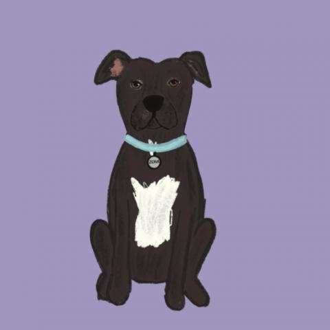 Zora, an adoptable American Staffordshire Terrier, Shar-Pei in Dallas, TX, 75202 | Photo Image 1