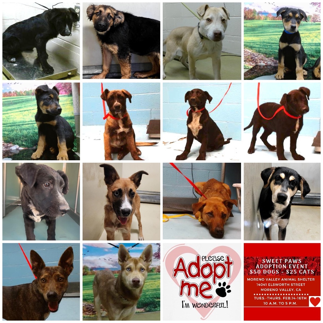 Adoption event Oct 11-15th - Moreno Valley needs adopters!