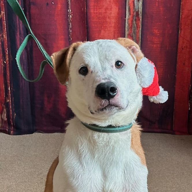 Aspen, an adoptable Hound, Labrador Retriever in Chilton, WI, 53014 | Photo Image 2