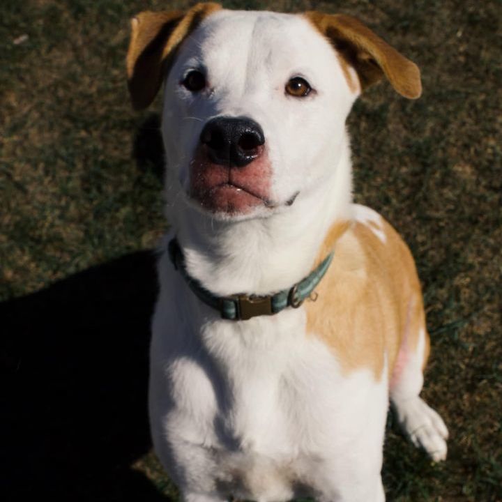 Aspen, an adoptable Hound, Labrador Retriever in Chilton, WI, 53014 | Photo Image 3
