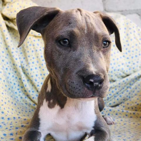Baloo, an adoptable Mixed Breed in San Diego, CA_image-2