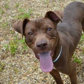 Rocky, an adopted Pit Bull Terrier & Labrador Retriever Mix in New Orleans, LA_image-1