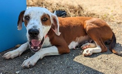 Bambi , an adopted Hound in New Orleans, LA_image-2