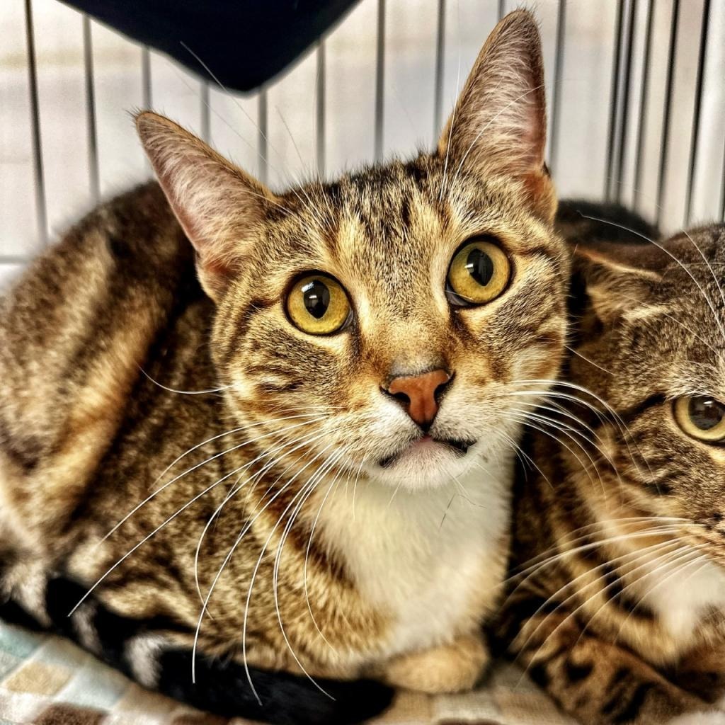 Liam, an adoptable Domestic Short Hair in Seagoville, TX, 75159 | Photo Image 1