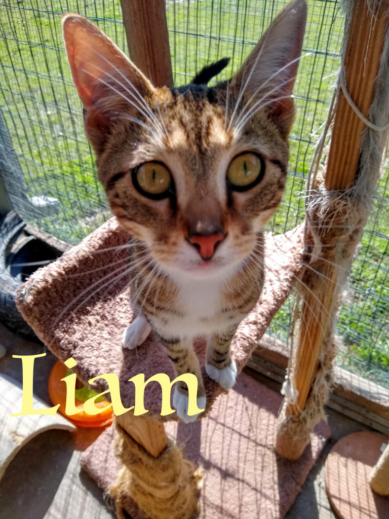 Liam, an adoptable Domestic Short Hair in Seagoville, TX, 75159 | Photo Image 3