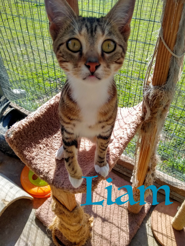 Liam, an adoptable Domestic Short Hair in Seagoville, TX, 75159 | Photo Image 4