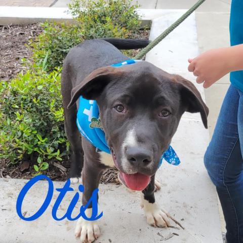 Otis