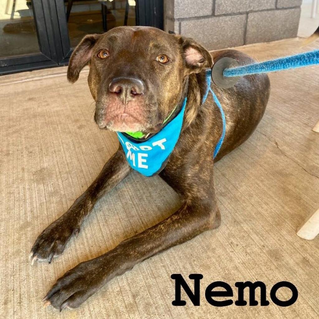 Nemo