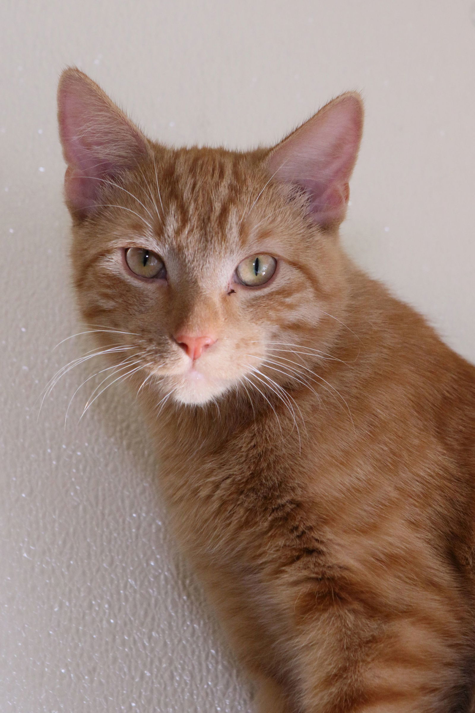 Gary, an adoptable Tiger in Austin, MN, 55912 | Photo Image 2