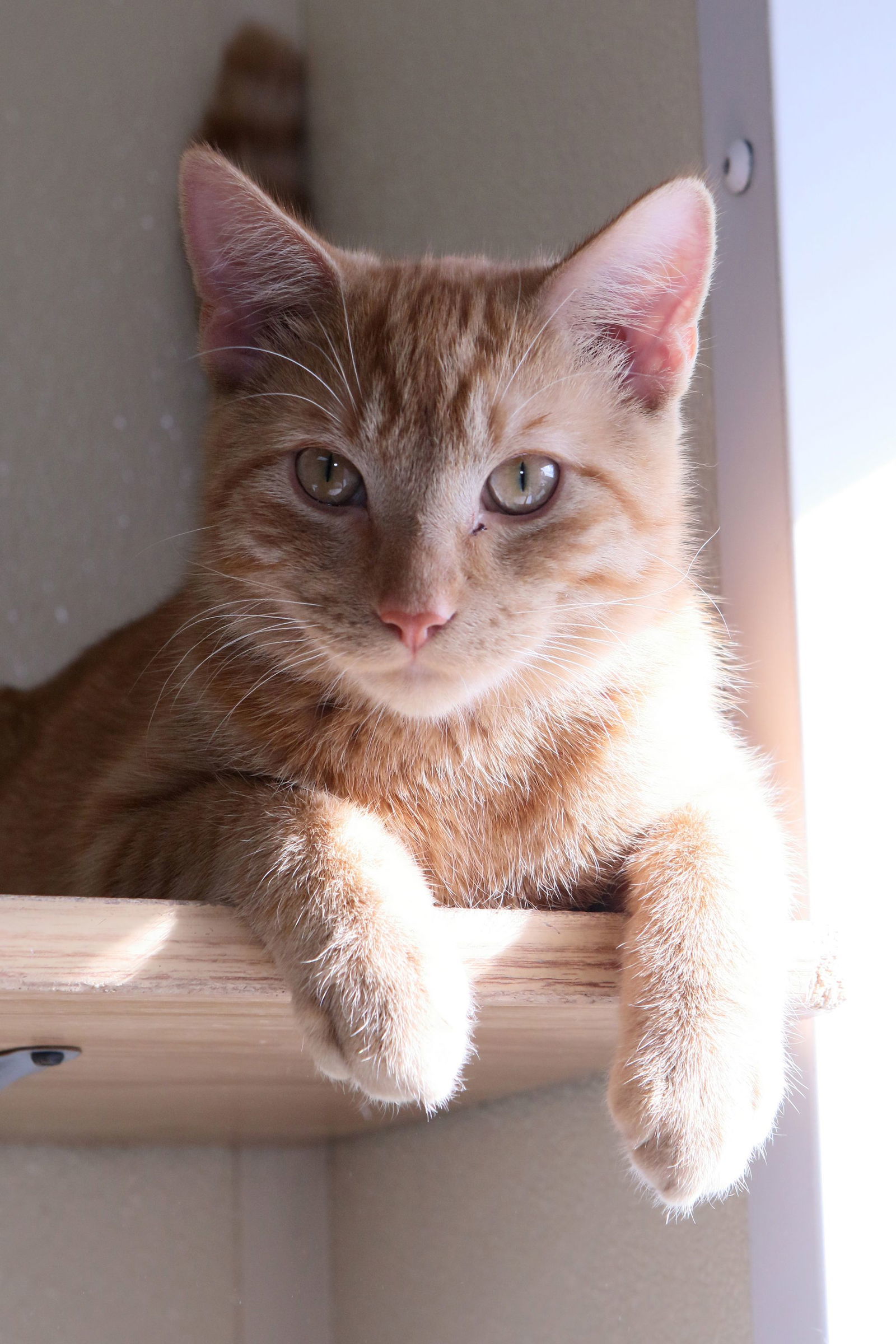 Gary, an adoptable Tiger in Austin, MN, 55912 | Photo Image 3