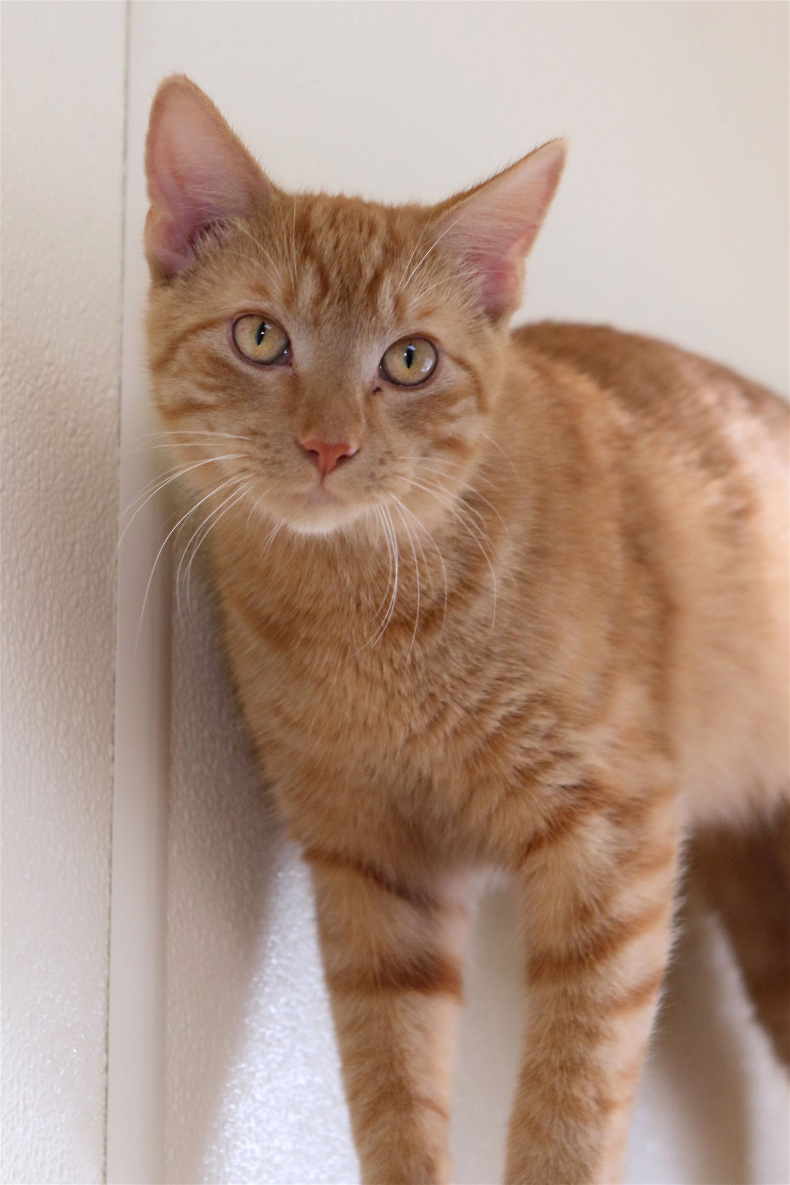 Gary, an adoptable Tiger in Austin, MN, 55912 | Photo Image 1
