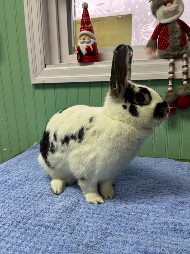 Rabbit for adoption Java, a Bunny Rabbit in Harrisburg, PA Petfinder