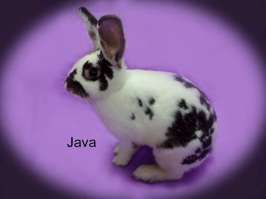 rabbit-for-adoption-java-a-bunny-rabbit-in-harrisburg-pa-petfinder