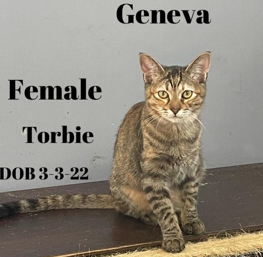 Geneva, an adoptable Torbie, Domestic Short Hair in Las Cruces, NM, 88001 | Photo Image 2