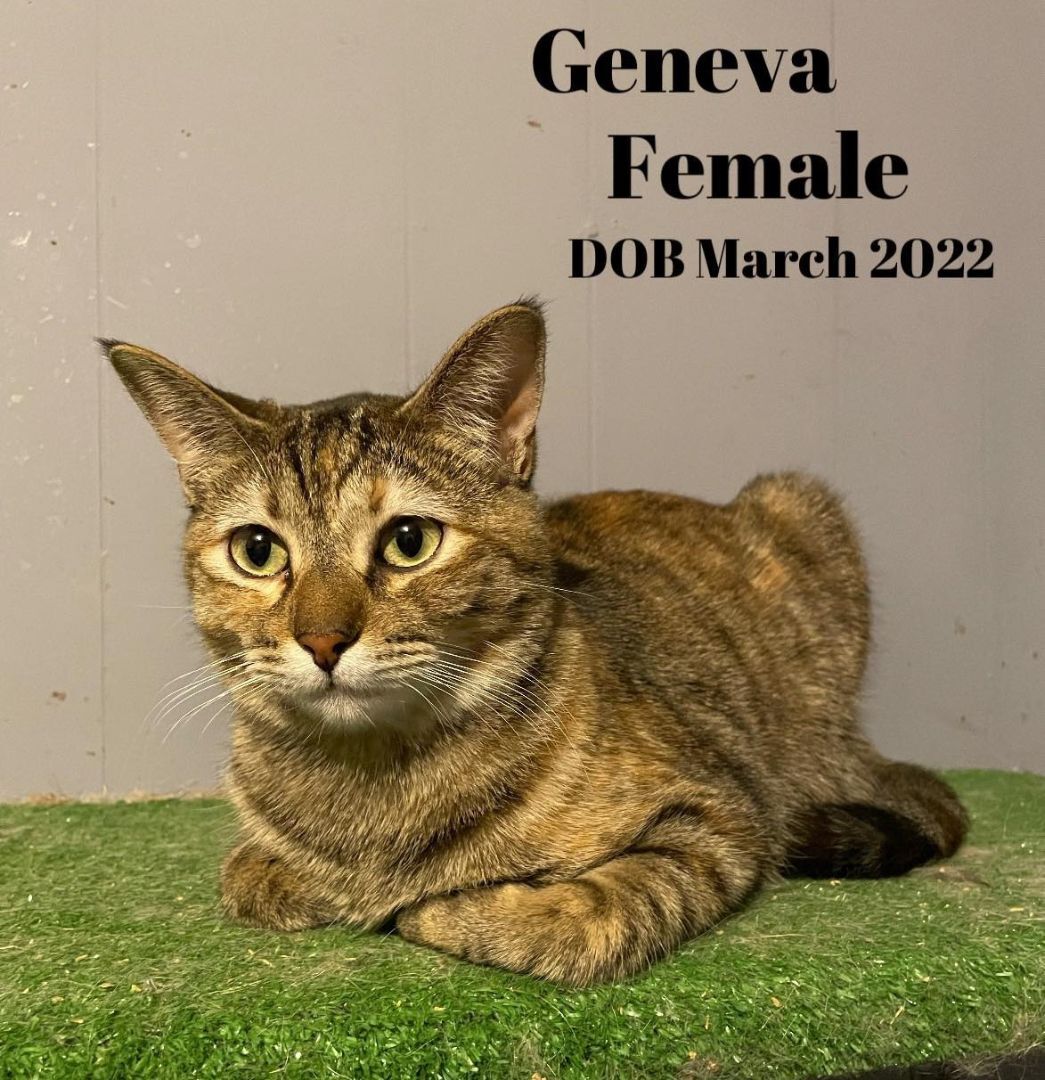 Geneva, an adoptable Torbie, Domestic Short Hair in Las Cruces, NM, 88001 | Photo Image 3