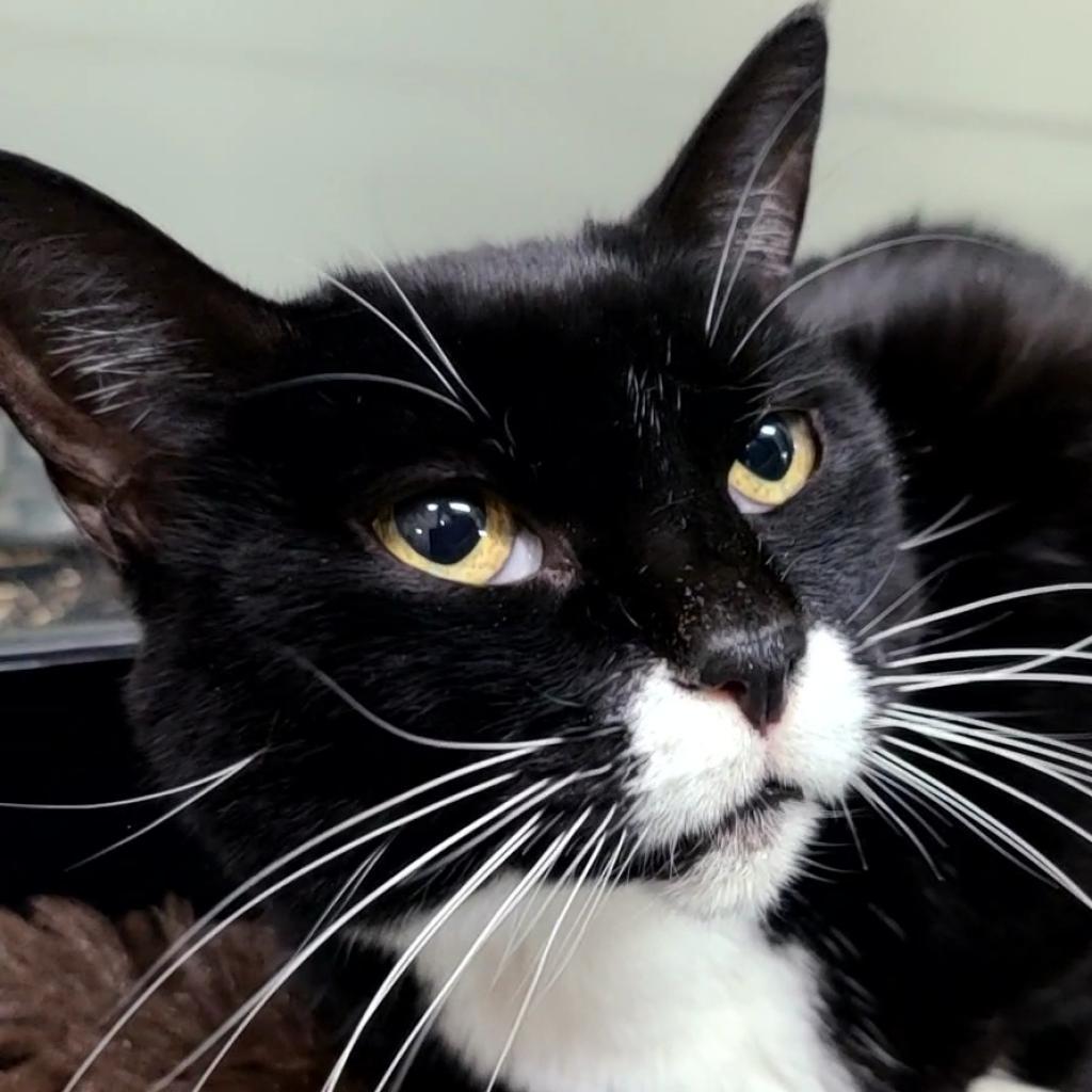 Pippa, an adoptable Domestic Short Hair in Hemet, CA, 92543 | Photo Image 1