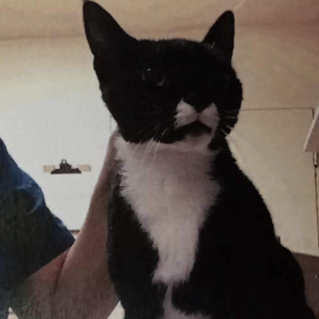 Pippa, an adoptable Domestic Short Hair in Hemet, CA, 92543 | Photo Image 2