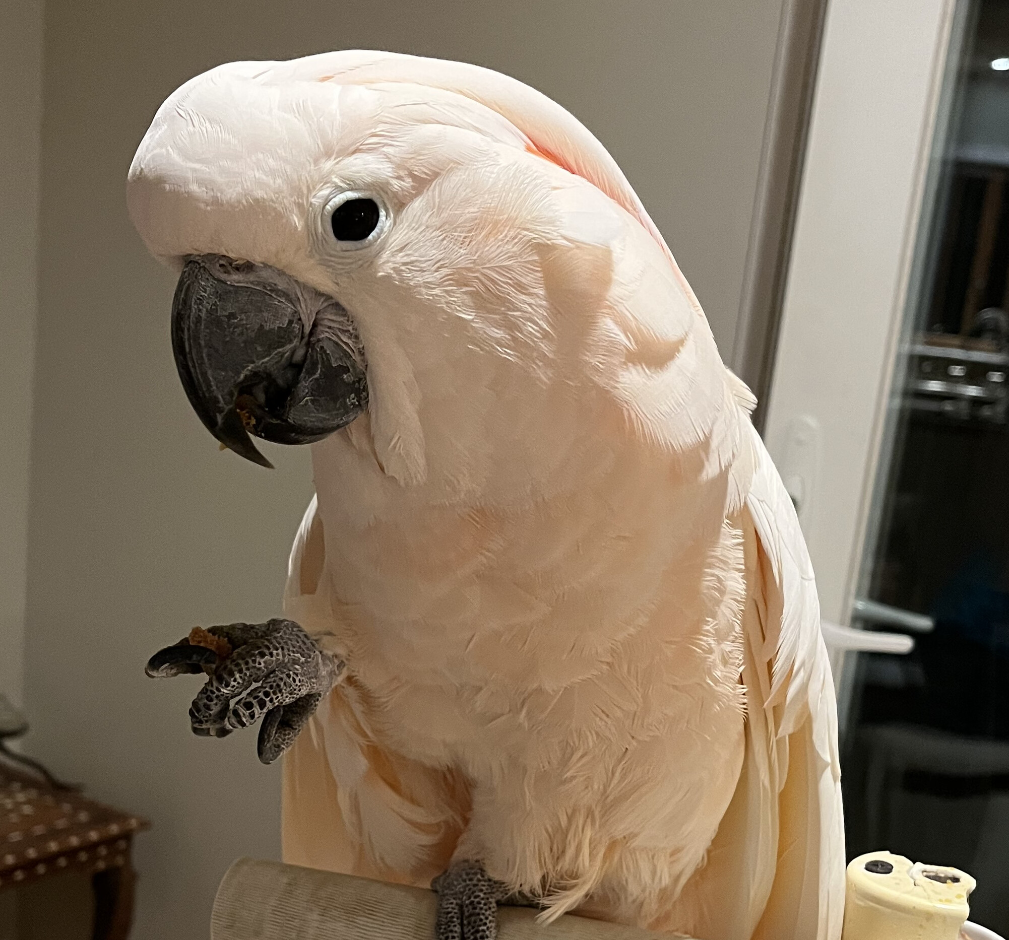 Parrot for adoption Magic, a Cockatoo in Bethesda, MD Petfinder