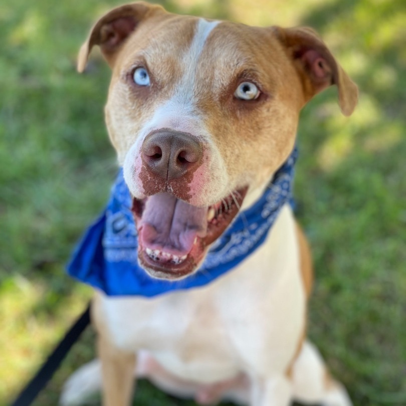 Cash (Aka. Folsom), an adoptable Catahoula Leopard Dog in Lacon, IL, 61540 | Photo Image 1