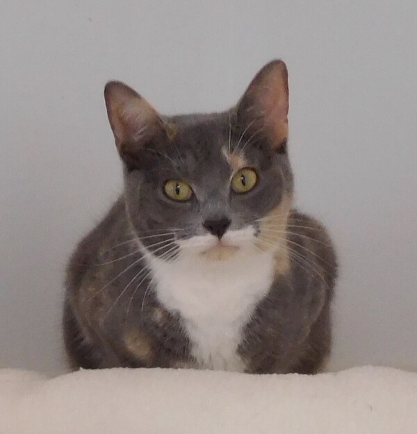 Amber, an adoptable Domestic Short Hair Mix in McMinnville, OR_image-1