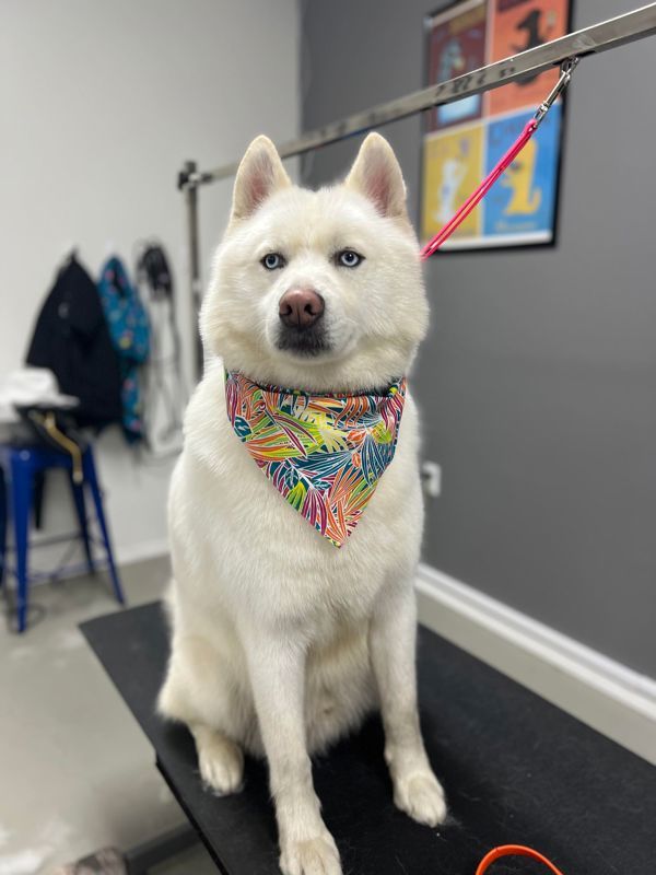 Luca Aka Lucas, an adoptable Siberian Husky in McMinnville, OR, 97128 | Photo Image 3