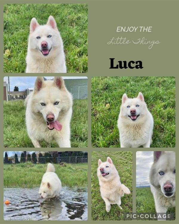 Luca Aka Lucas, an adoptable Siberian Husky in McMinnville, OR, 97128 | Photo Image 2