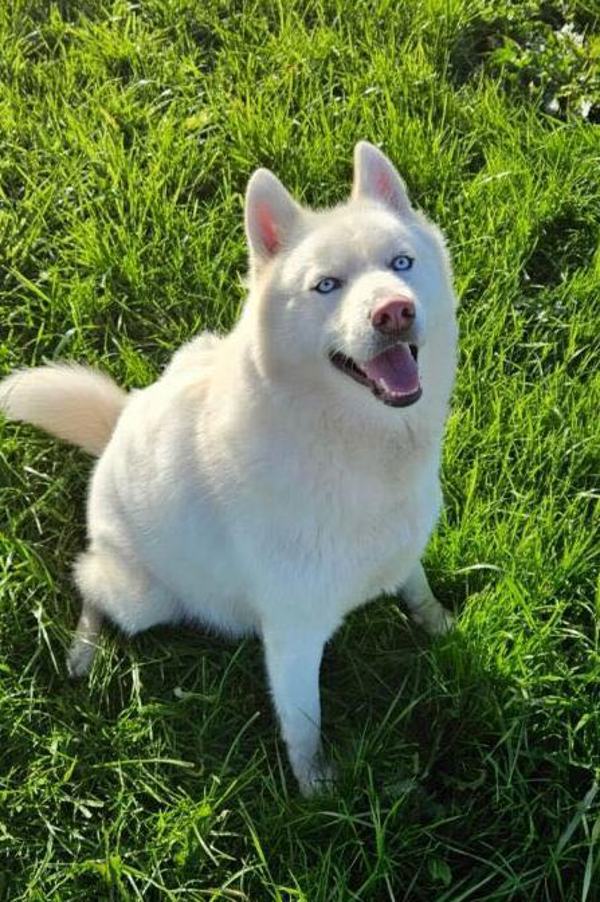 Luca Aka Lucas, an adoptable Siberian Husky in McMinnville, OR, 97128 | Photo Image 3