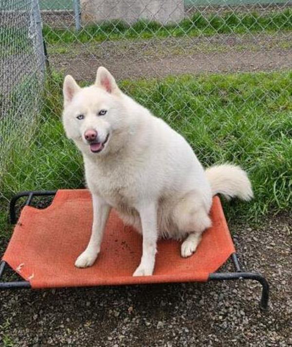 Luca Aka Lucas, an adoptable Siberian Husky in McMinnville, OR, 97128 | Photo Image 6