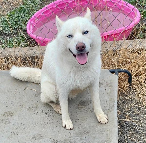 Luca Aka Lucas, an adoptable Siberian Husky in McMinnville, OR, 97128 | Photo Image 7