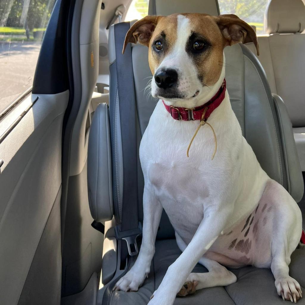 Yellow, an adoptable Anatolian Shepherd, Mixed Breed in Pacific, MO, 63069 | Photo Image 1