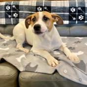 Yellow, an adoptable Anatolian Shepherd, Mixed Breed in Pacific, MO, 63069 | Photo Image 2