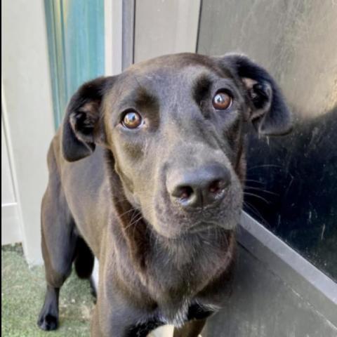 Pulaski, an adoptable Border Collie in Pacific, MO, 63069 | Photo Image 1