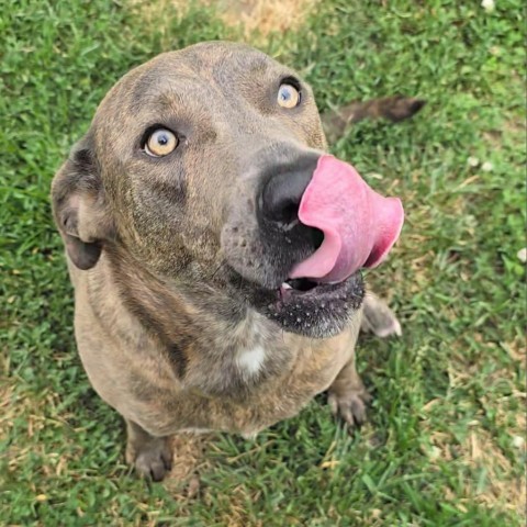 Ollie, an adoptable Shepherd, Mixed Breed in Peculiar, MO, 64078 | Photo Image 1