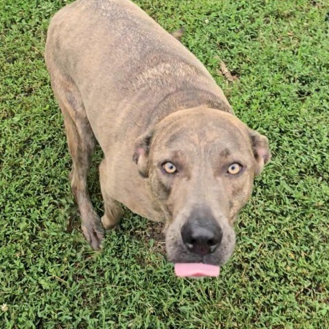 Ollie, an adoptable Shepherd, Mixed Breed in Peculiar, MO, 64078 | Photo Image 2